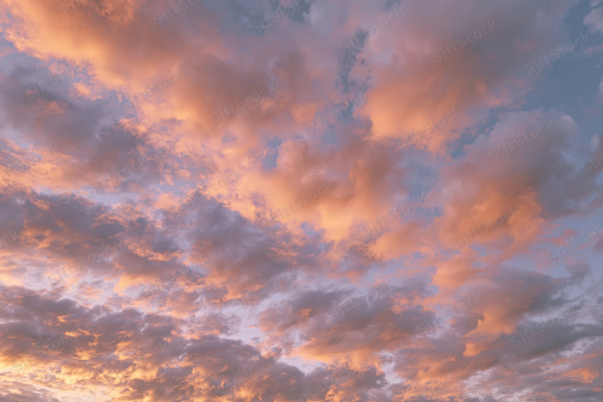 Soft cumulus clouds filling the sky at sunset viewed from below