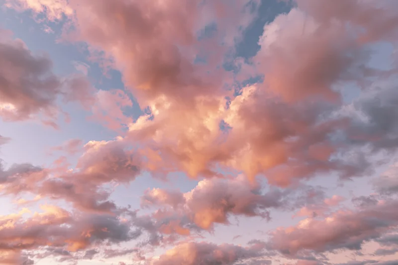Soft cumulus clouds filling the sky at sunset viewed from below
