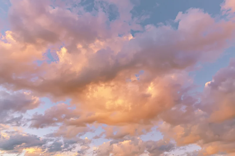 Soft cumulus clouds filling the sky at sunset viewed from below