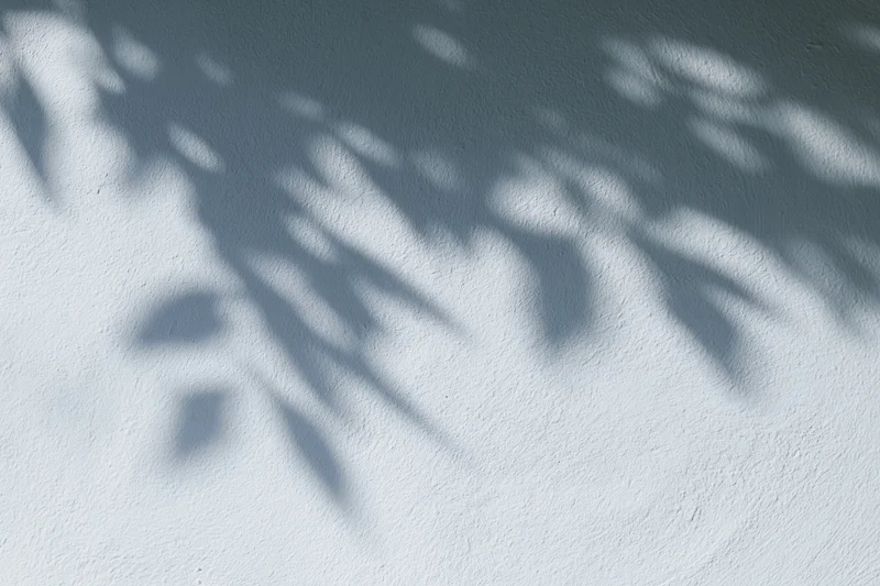 Dappled leaf shadows cast across a white-gray textured wall outdoors