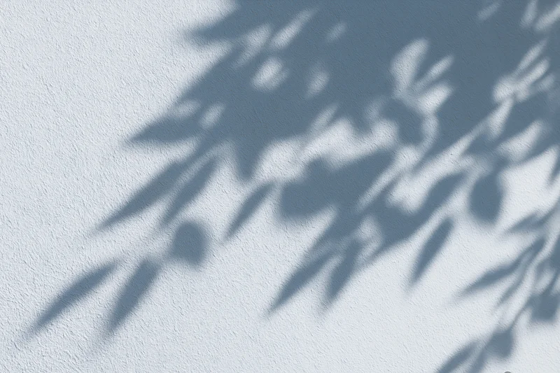 Dappled leaf shadows cast across a white-grey textured wall