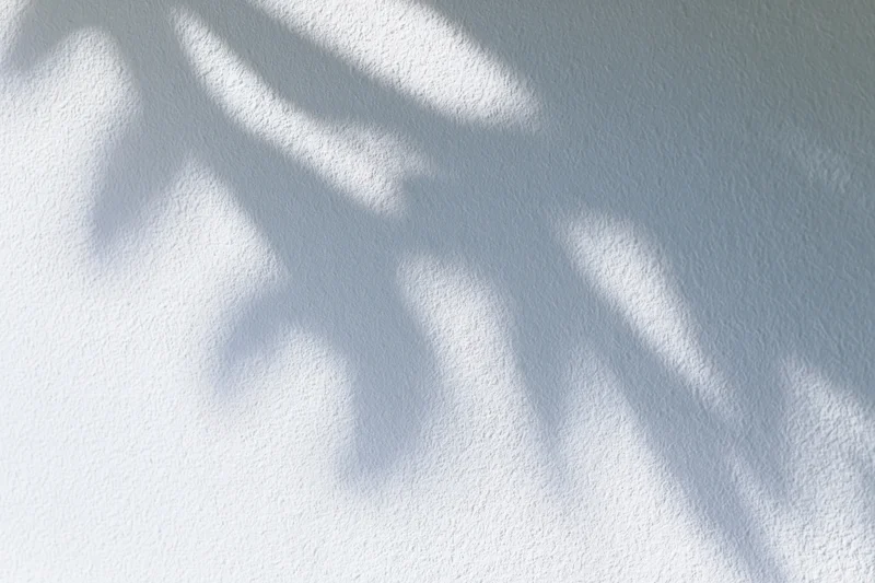 Dappled leaf shadows cast across a white textured wall