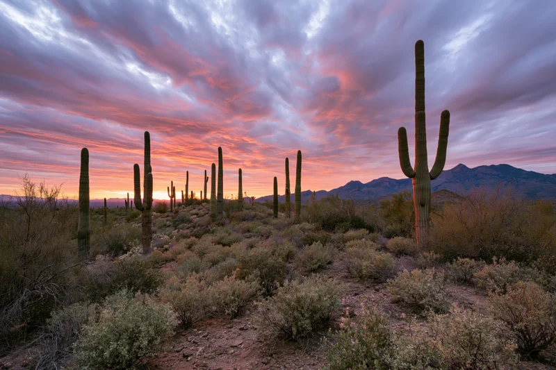 Scattered saguaro cacti standing in the Sonoran Desert at sunset with mountains in the distance