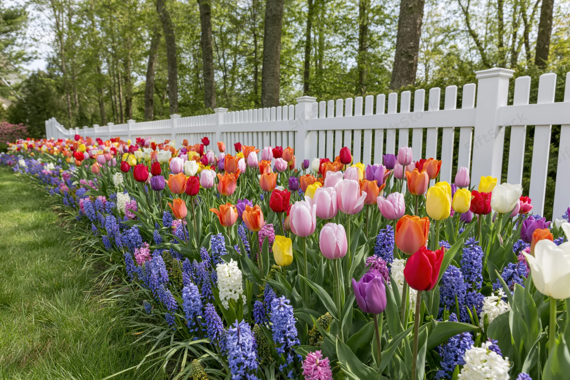 Spring flower bed densely planted with tulips and hyacinths along a white picket fence in a garden setting