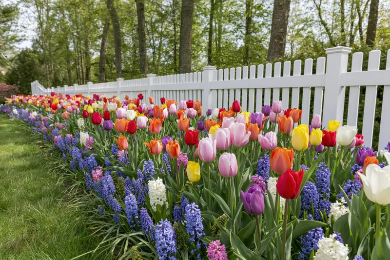 Spring flower bed densely planted with tulips and hyacinths along a white picket fence in a garden setting