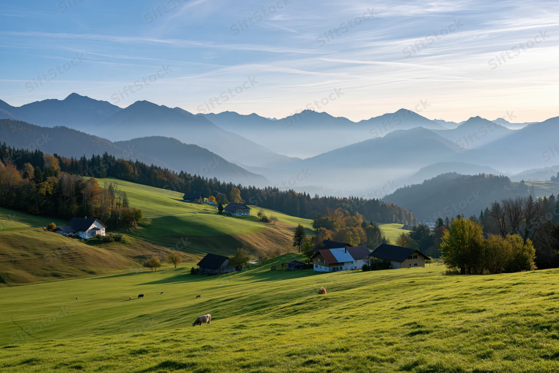 Rolling green meadows with scattered farmhouses and grazing cows in a Swiss alpine valley at sunrise
