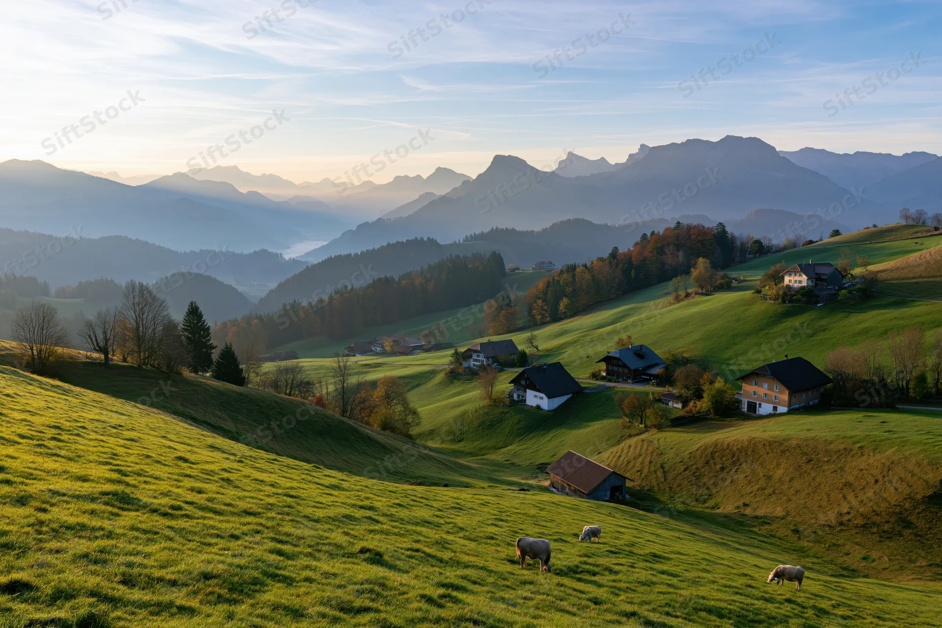 Grazing cows on green alpine meadows with scattered farmhouses and distant mountains in swiss valley