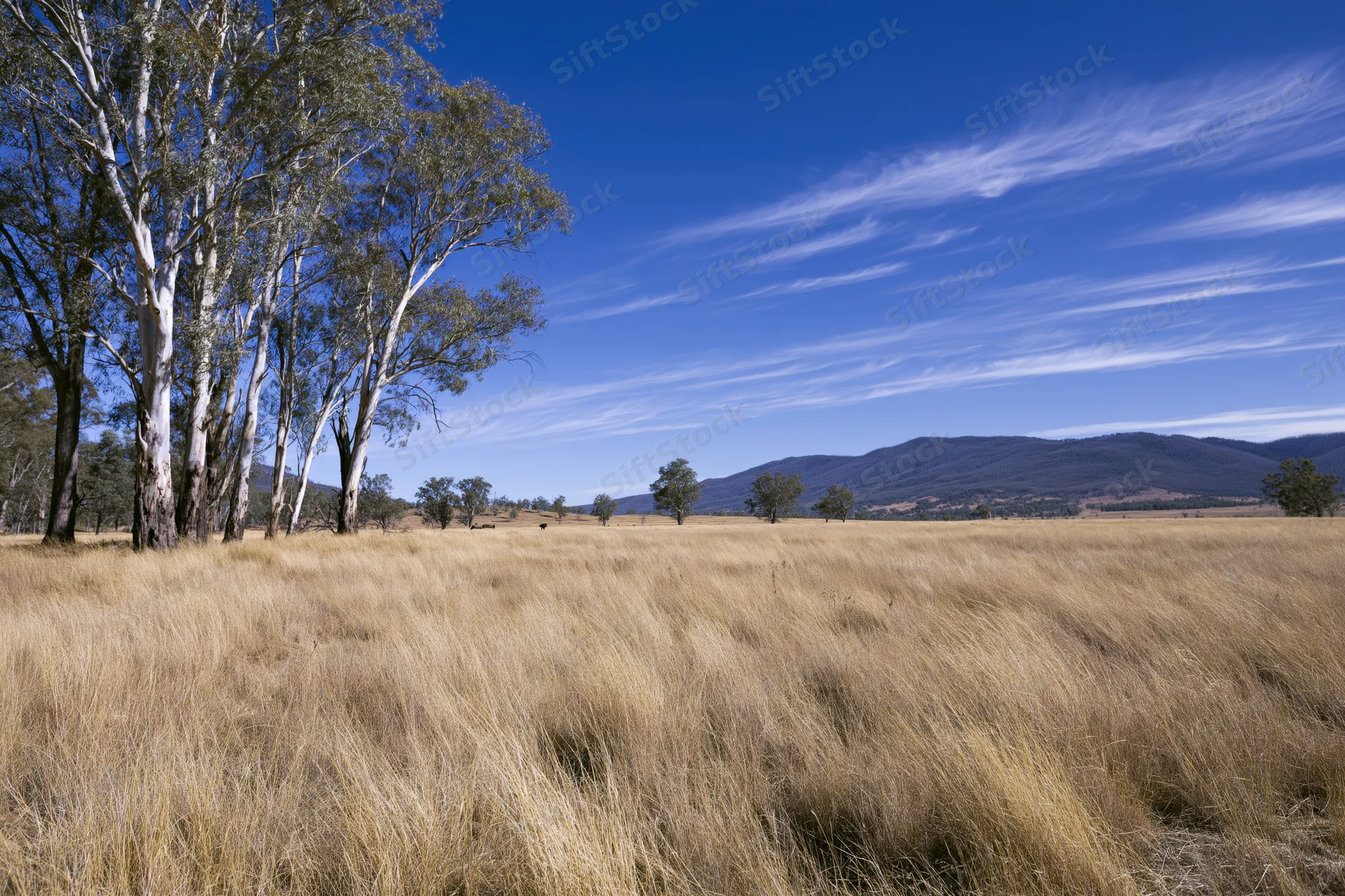 Tall eucalyptus trees with pale white bark standing in a golden grassy field under a blue sky with distant mountains