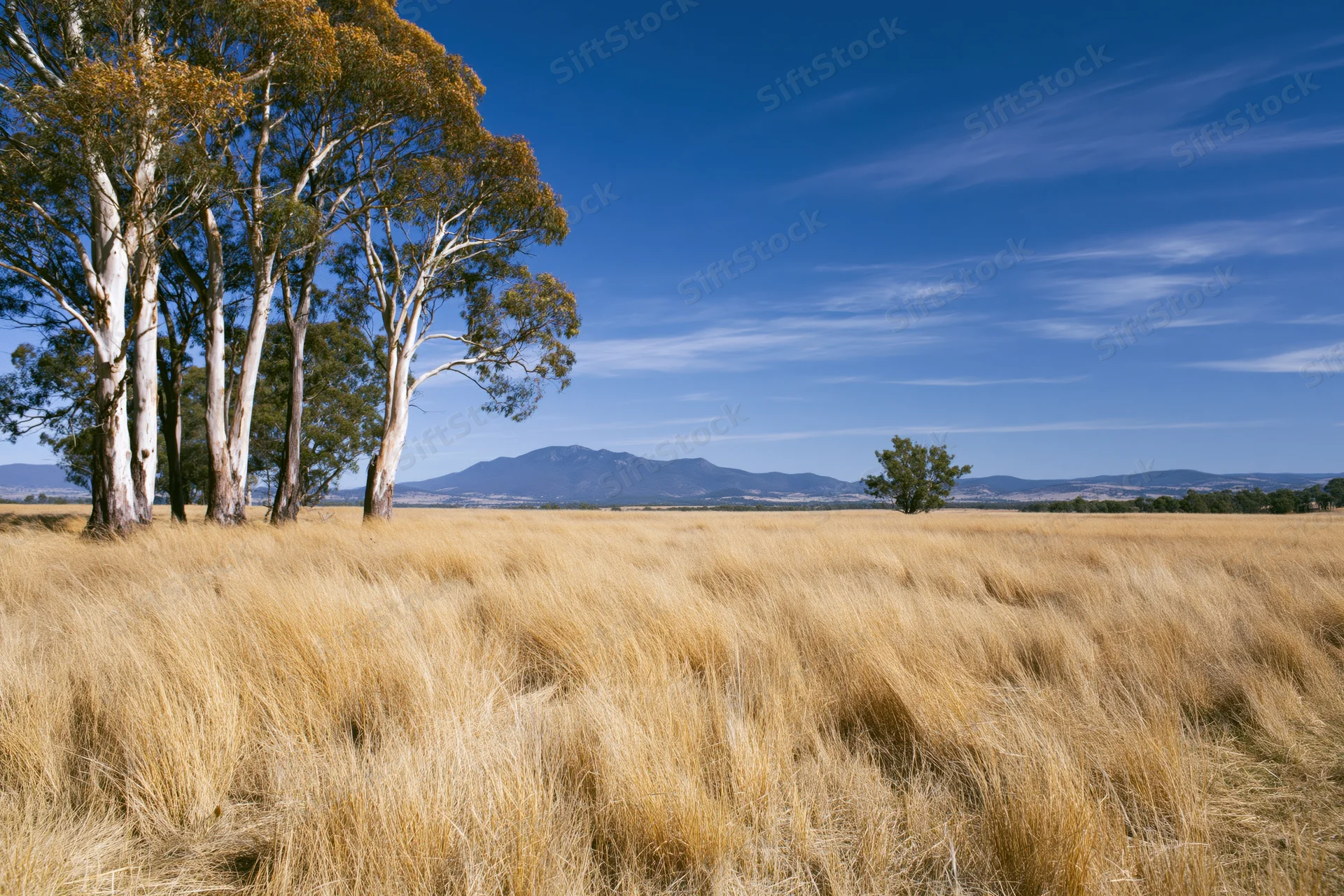 Tall eucalyptus trees with pale white bark standing in a golden grassy field under a clear blue sky with distant mountains on the horizon