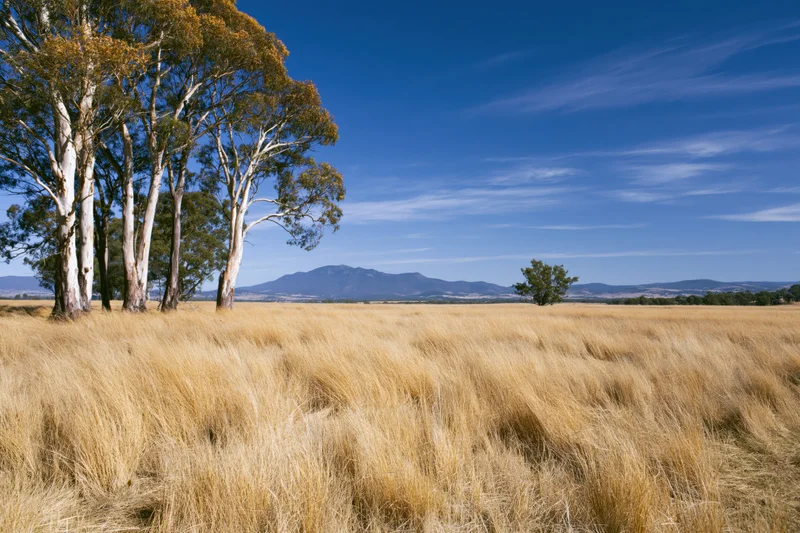 Tall eucalyptus trees with pale white bark standing in a golden grassy field under a clear blue sky with distant mountains on the horizon