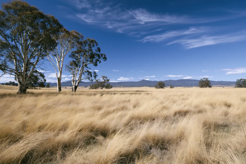 Tall eucalyptus trees with pale white bark standing in a dry golden grassland under a blue sky with scattered clouds