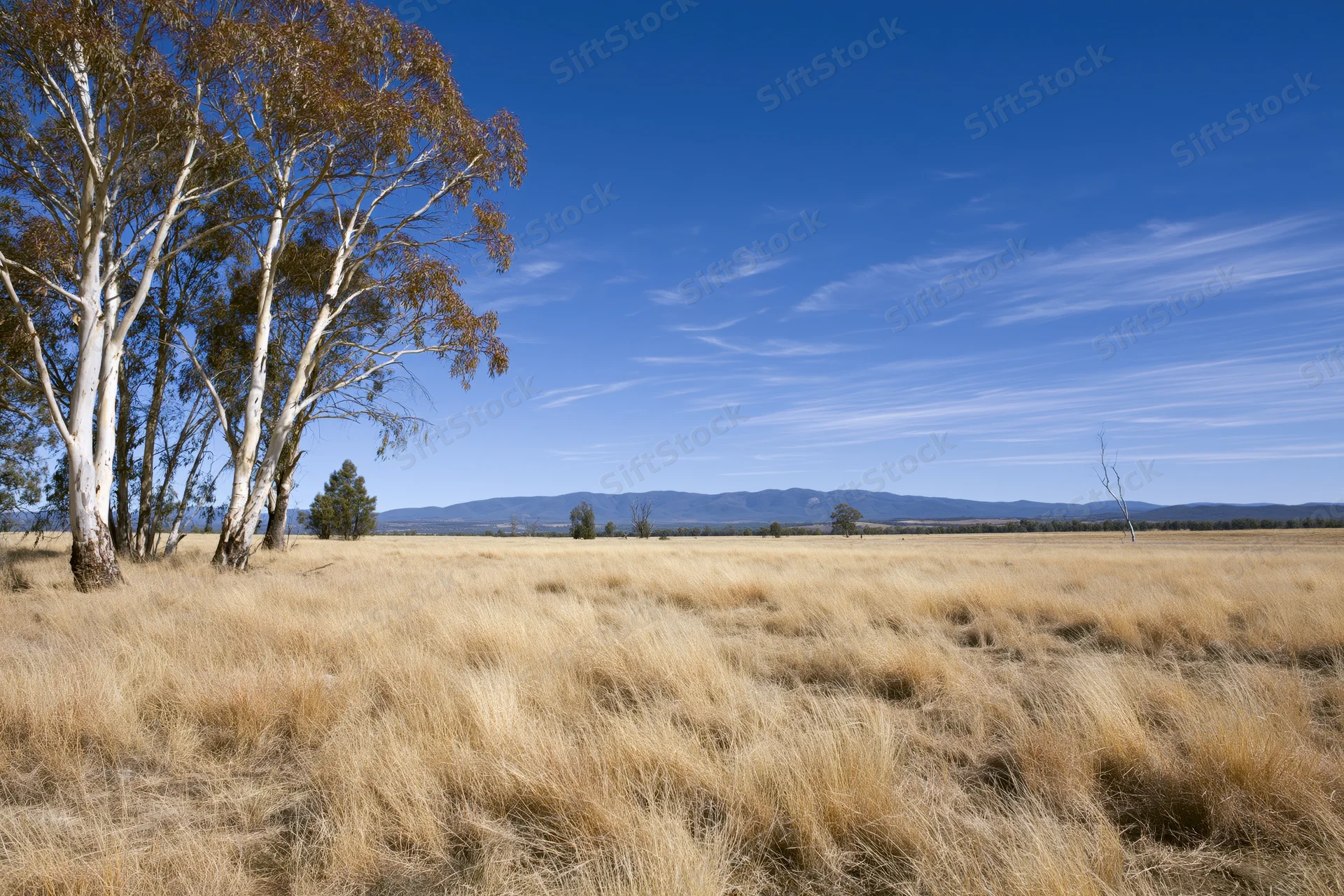 Tall eucalyptus trees with pale white bark standing in a dry golden grassland under a clear blue sky with distant mountains on the horizon
