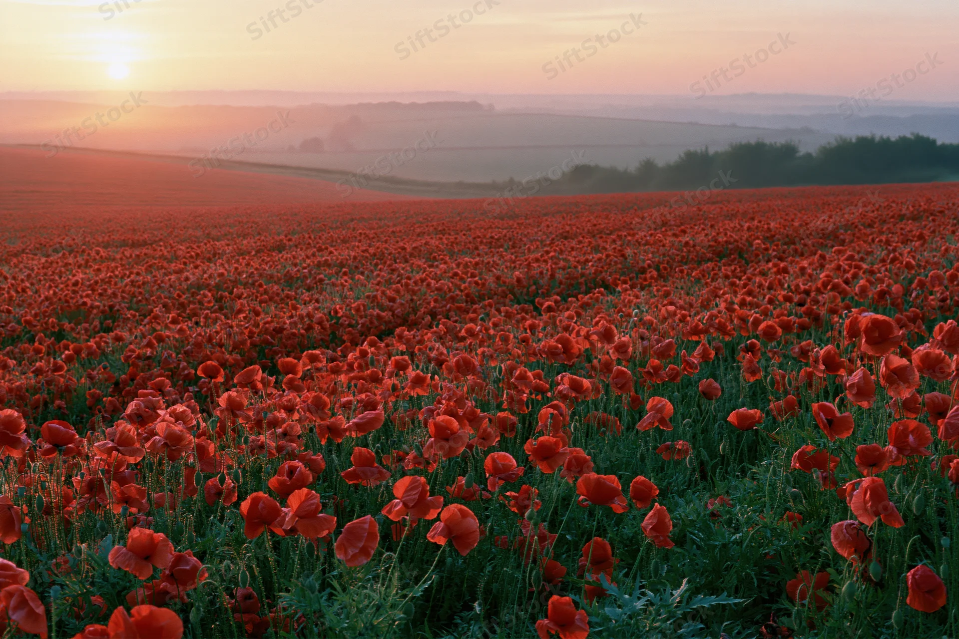 Vast field of red poppies in full bloom stretching across rolling hills at sunset