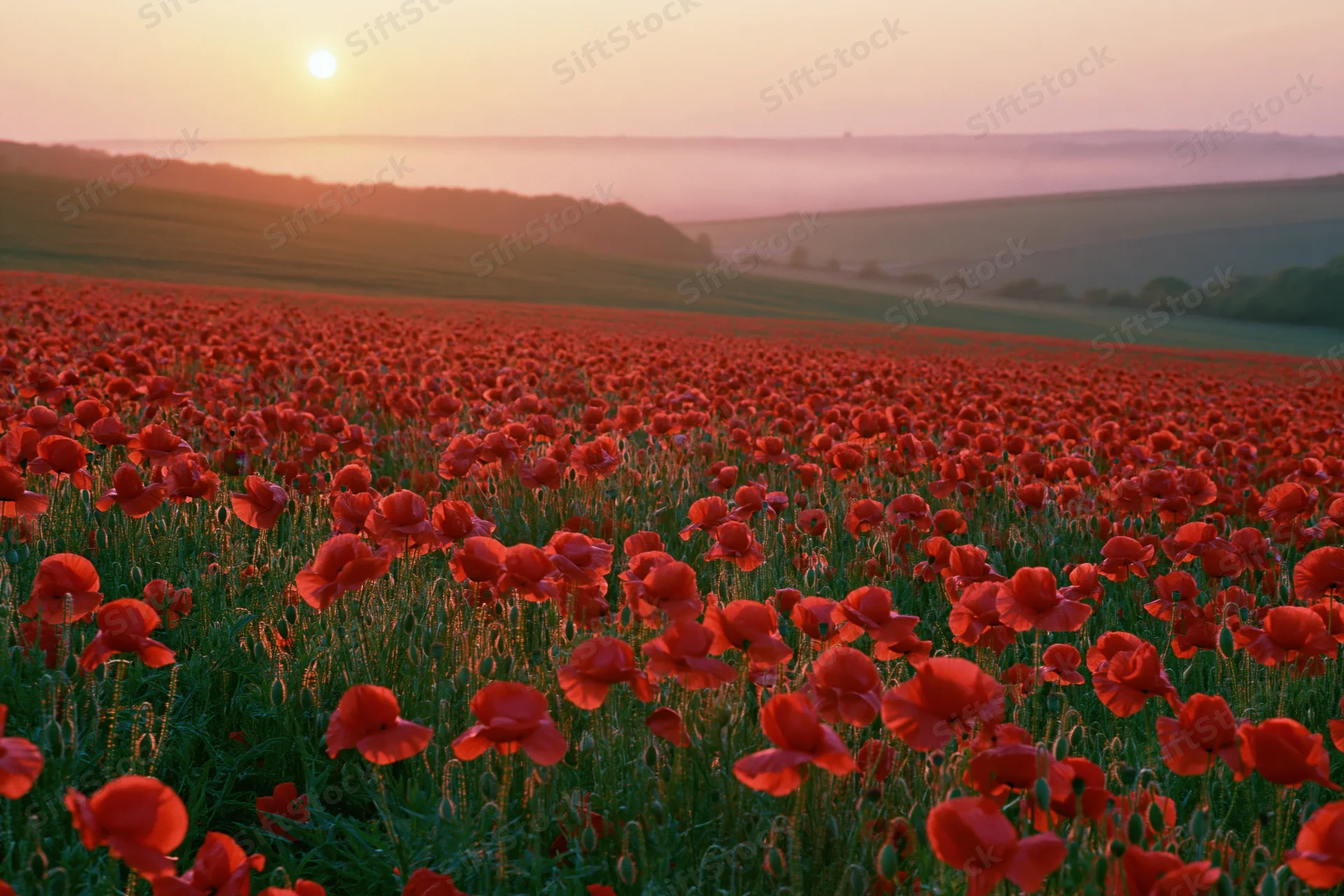Vast field of red poppies in full bloom stretching across rolling hills at sunset