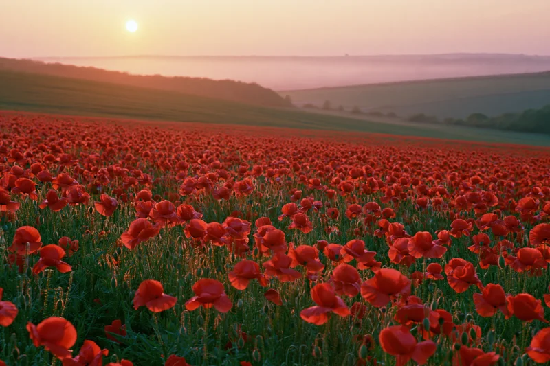 Vast field of red poppies in full bloom stretching across rolling hills at sunset