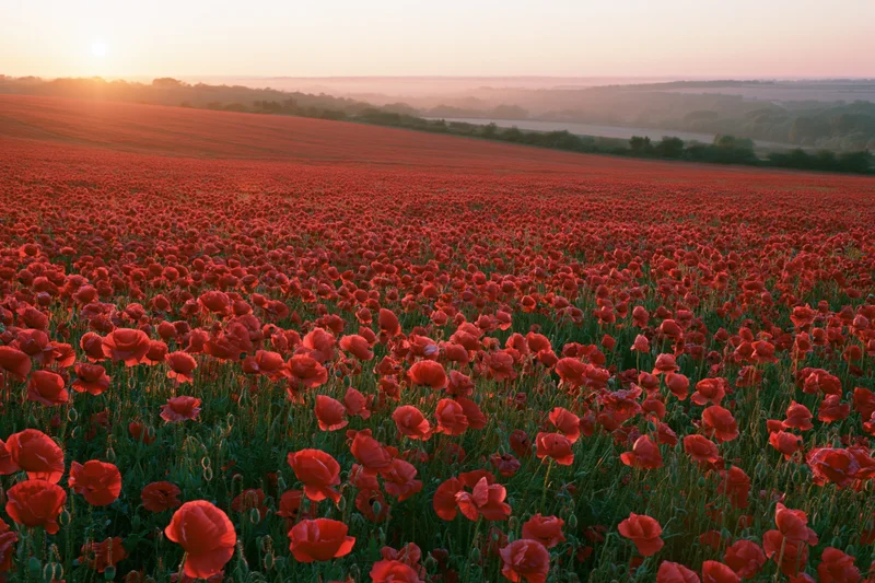 Vast field of red poppies in full bloom stretching across rolling hills at sunset