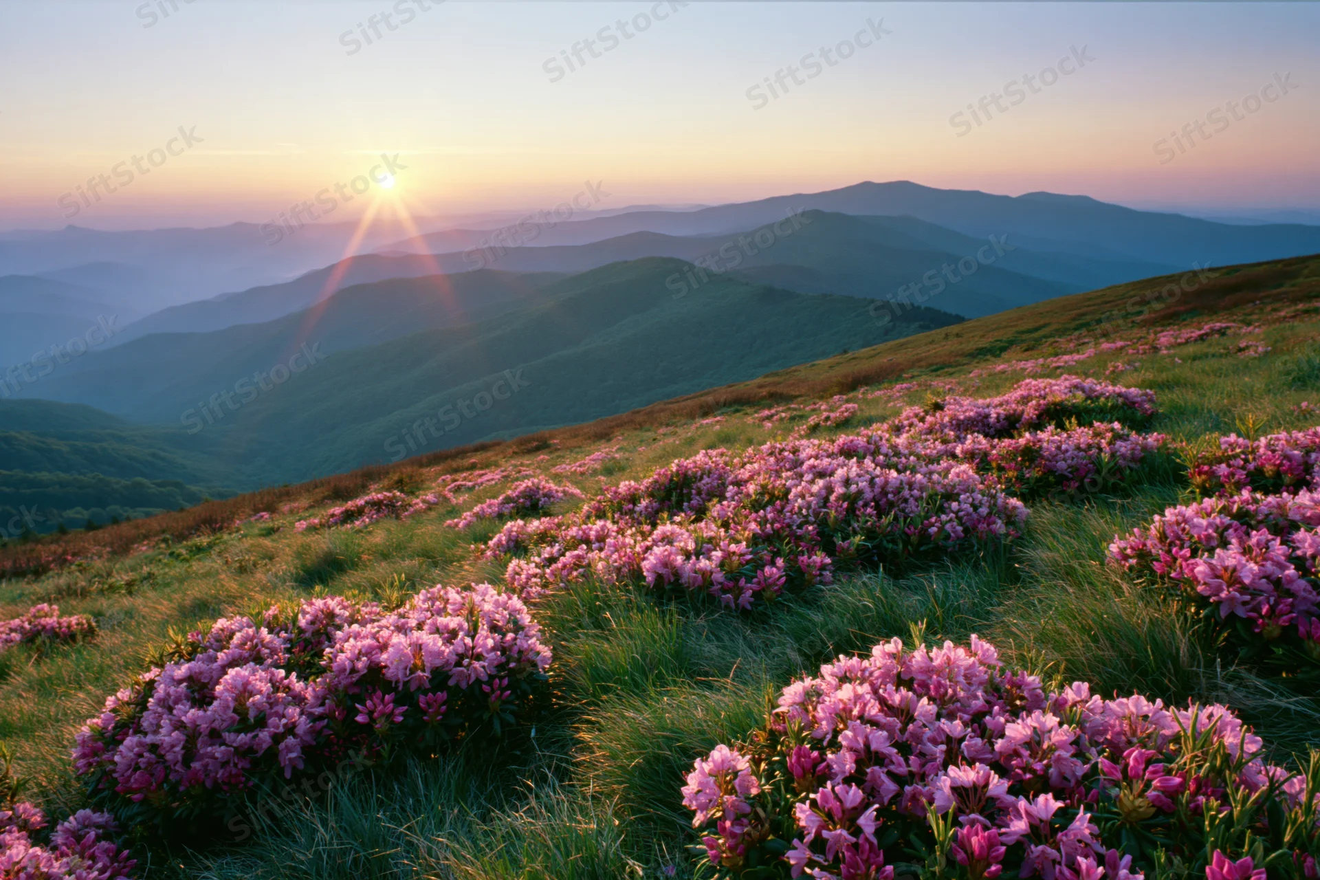 Pink rhododendron wildflowers blooming across a mountain meadow at sunrise