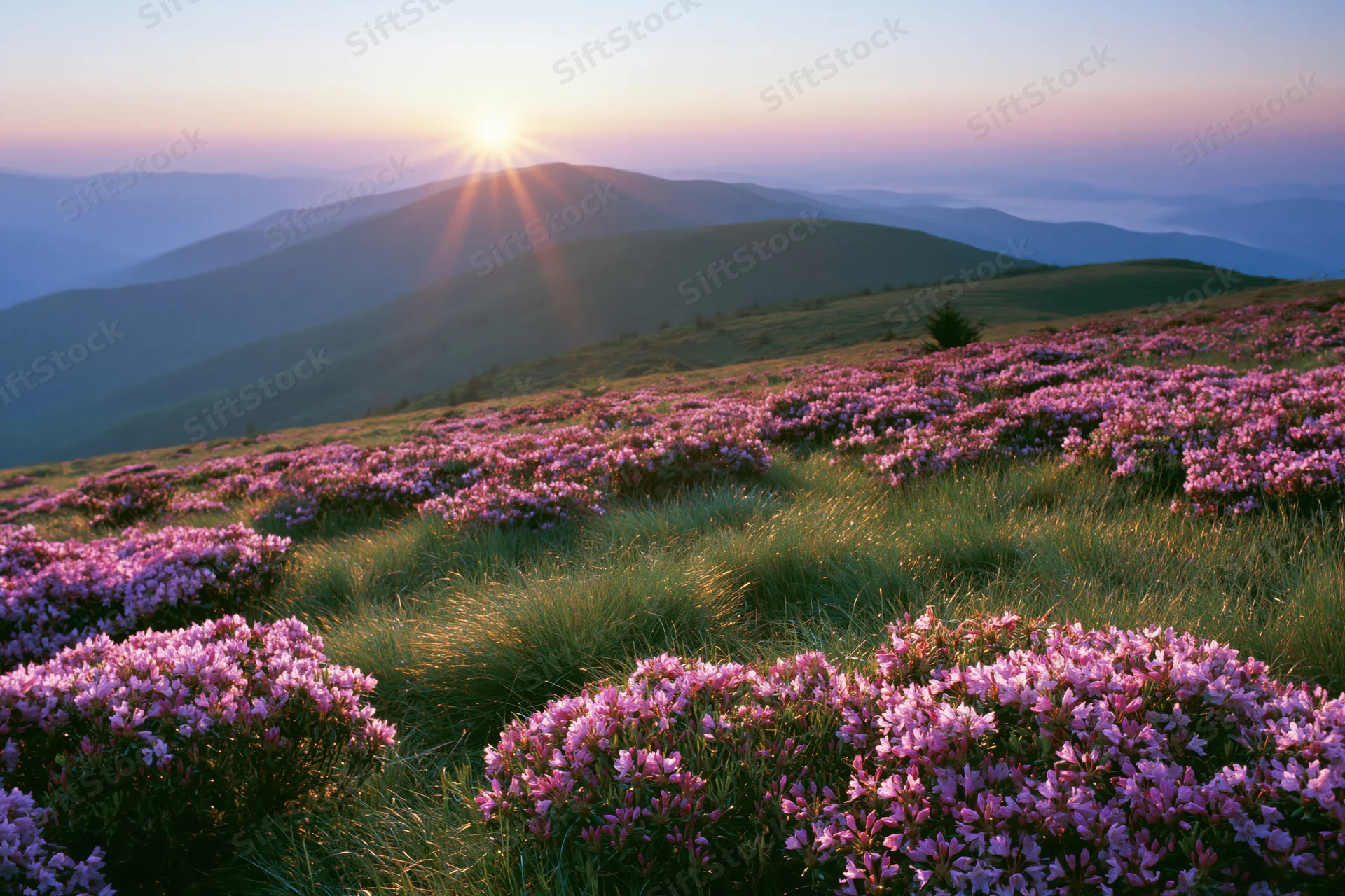 Pink rhododendron wildflowers blooming across a mountain meadow at sunrise