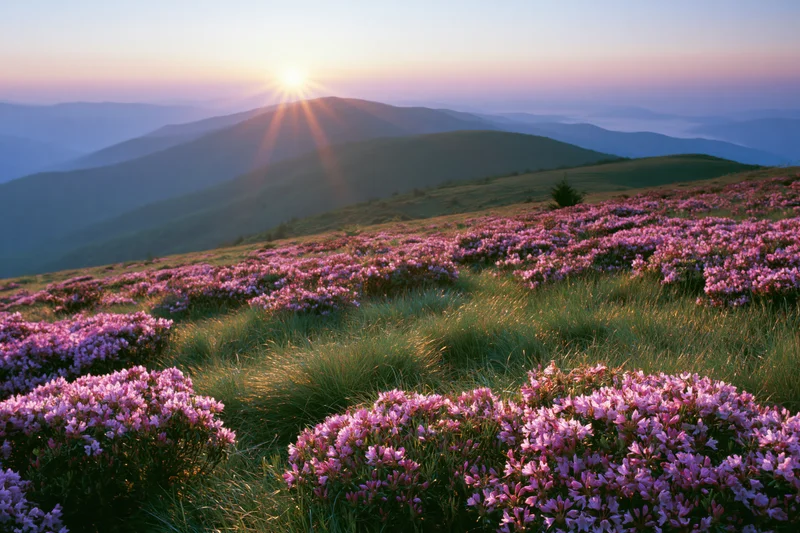Pink rhododendron wildflowers blooming across a mountain meadow at sunrise
