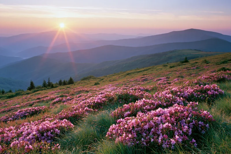 Pink rhododendron wildflowers blooming across a mountain meadow at sunrise