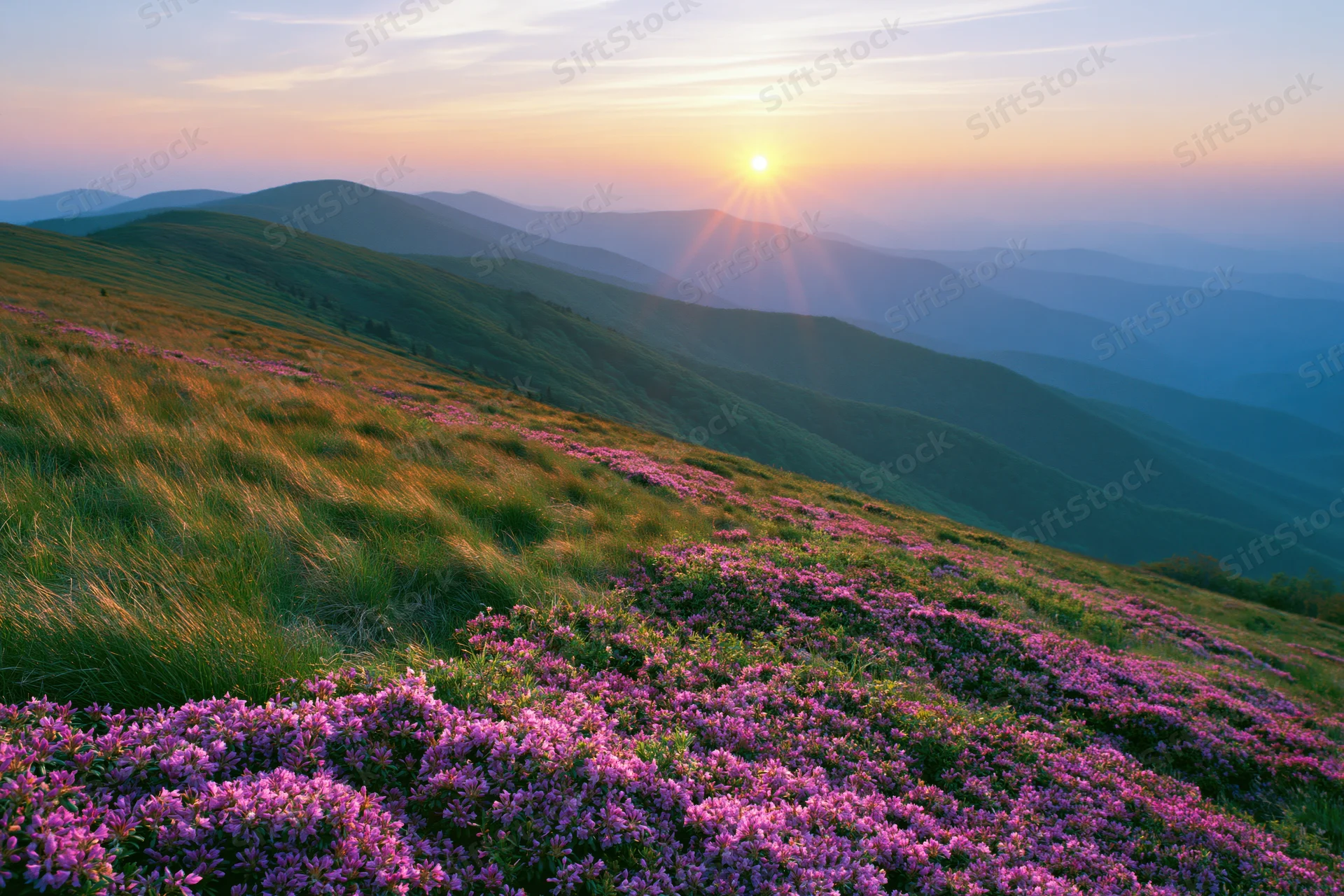 Pink rhododendron wildflowers blooming across a mountain meadow at sunset