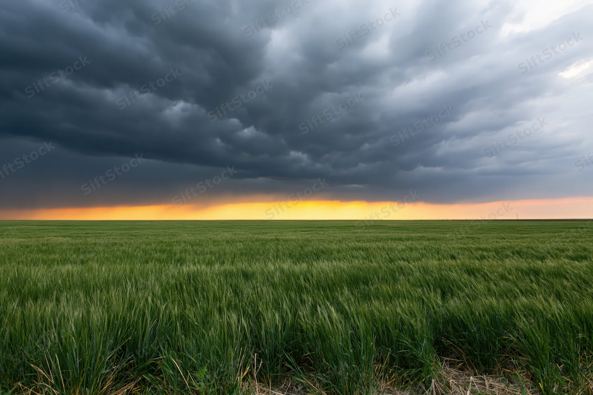 Green wheat field under stormy sky with golden horizon at twilight