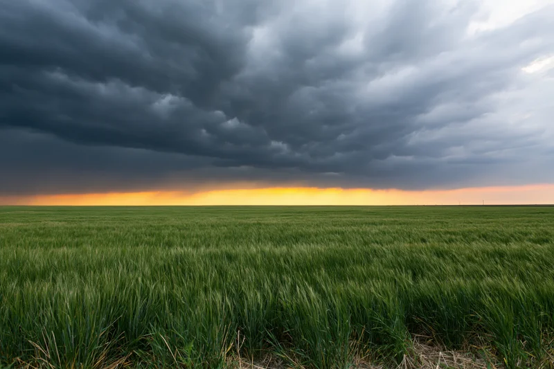 Green wheat field under stormy sky with golden horizon at twilight