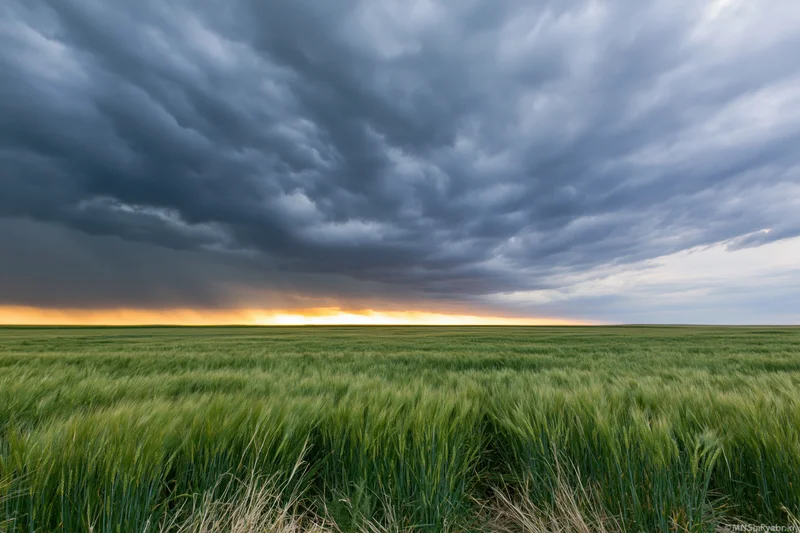 Green wheat field under stormy sky at sunset over flat farmland