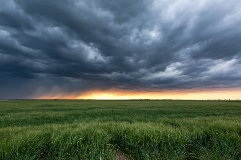 Green wheat field under stormy sky at sunset over flat farmland