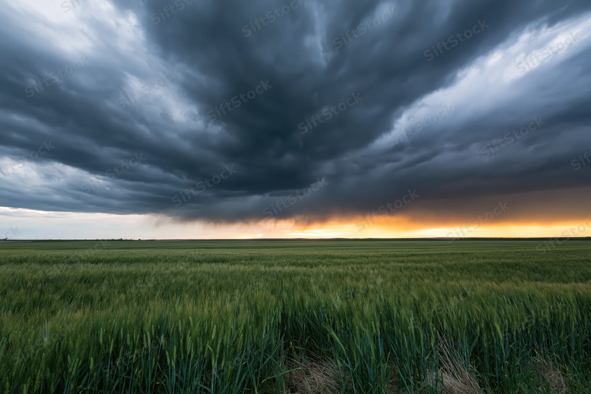 Green wheat field under stormy sky at sunset over flat farmland