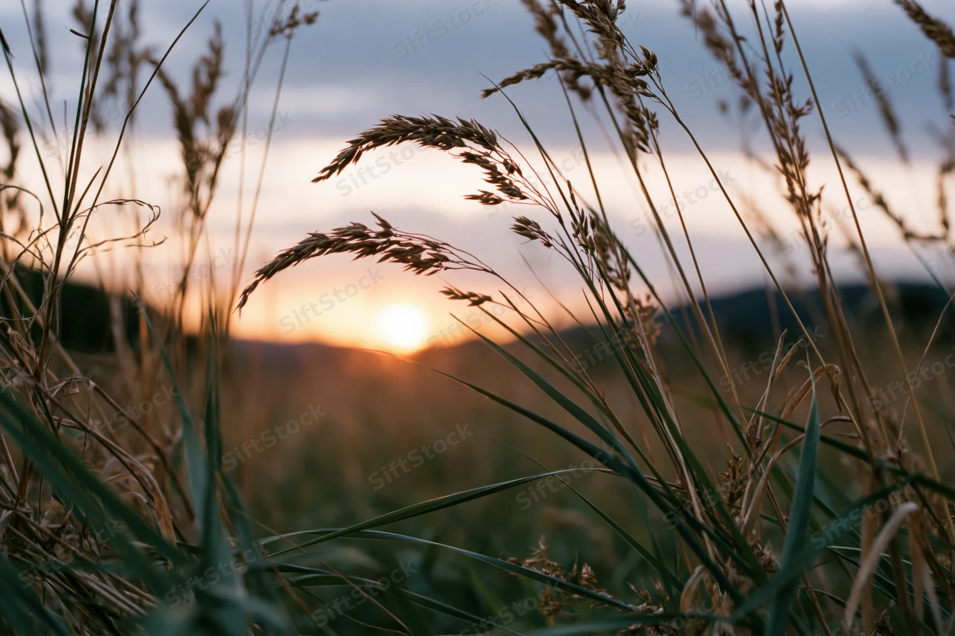 Wild grass seed heads silhouetted against a setting sun in a field at dusk