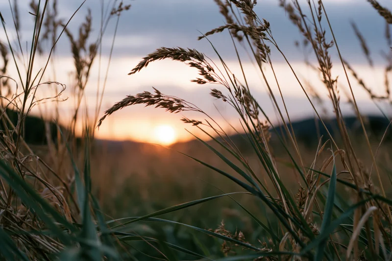 Wild grass seed heads silhouetted against a setting sun in a field at dusk