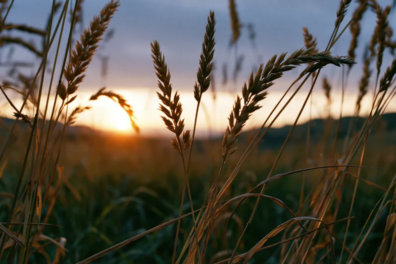 Wild grass seed heads silhouetted against a golden sunset over a rural field