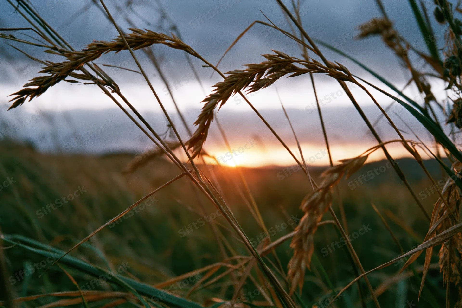Wild grass seed heads silhouetted against a sunset sky in a rural field