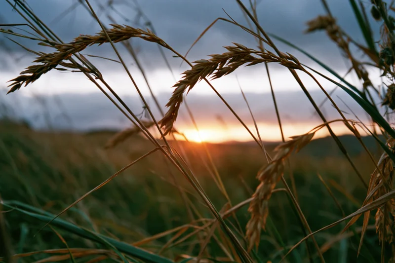 Wild grass seed heads silhouetted against a sunset sky in a rural field