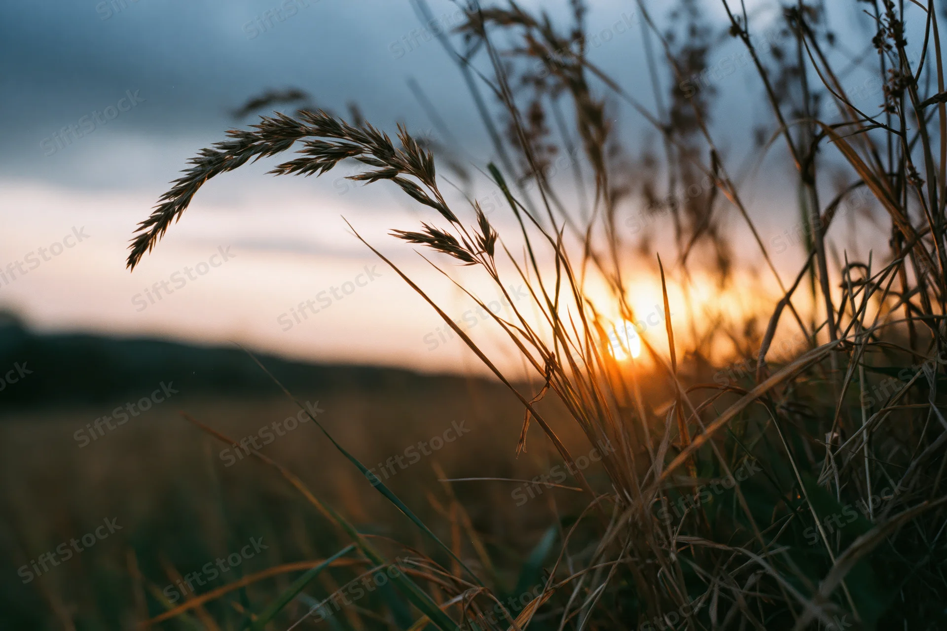 Wild grass seed heads silhouetted against a golden sunset in a field at dusk