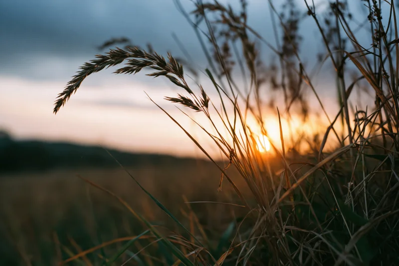 Wild grass seed heads silhouetted against a golden sunset in a field at dusk