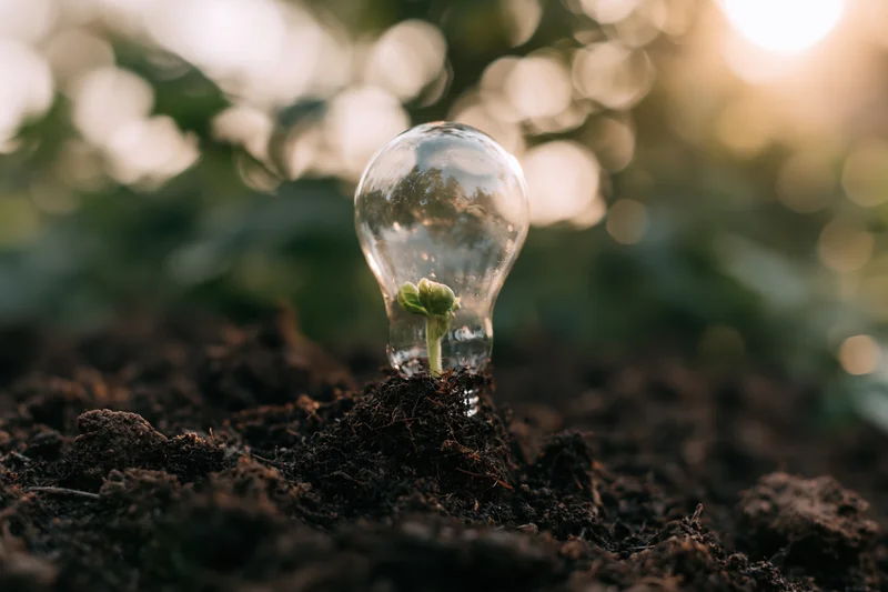 Clear glass lightbulb embedded in dark soil with a small green sprout growing from its base, surrounded by natural foliage and soft sunlight in the background