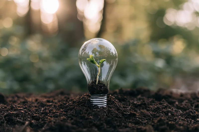 Clear glass lightbulb planted in dark soil with a small green seedling growing inside, set in a natural outdoor environment with soft sunlight and blurred greenery in the background