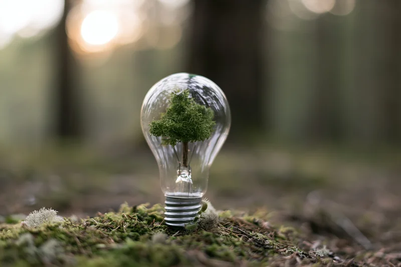 Clear glass lightbulb containing mossy tree standing upright on mossy forest floor
