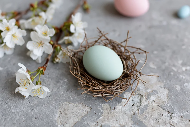 Mint easter egg in a twig nest beside white cherry blossoms on a gray concrete surface