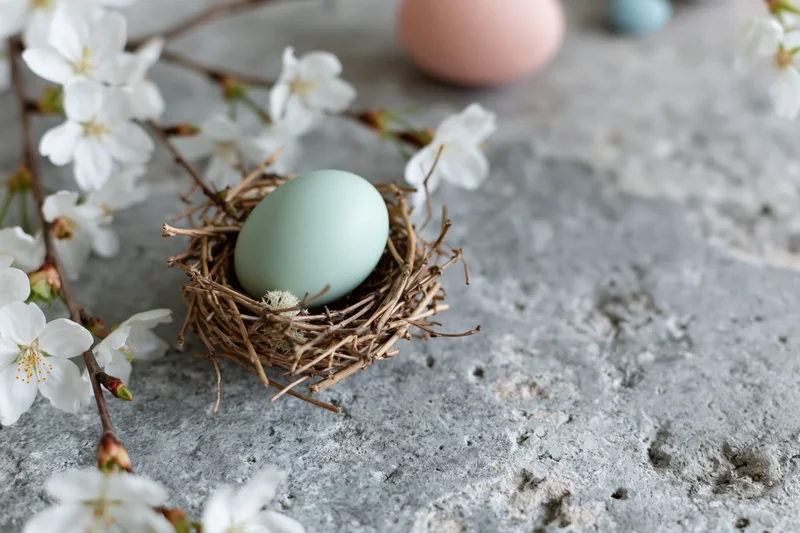 Pale mint easter egg in a small twig nest surrounded by white cherry blossoms on a gray textured surface
