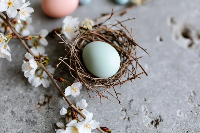 Pale mint easter egg in a twig nest beside blooming cherry blossom branches on a gray concrete surface