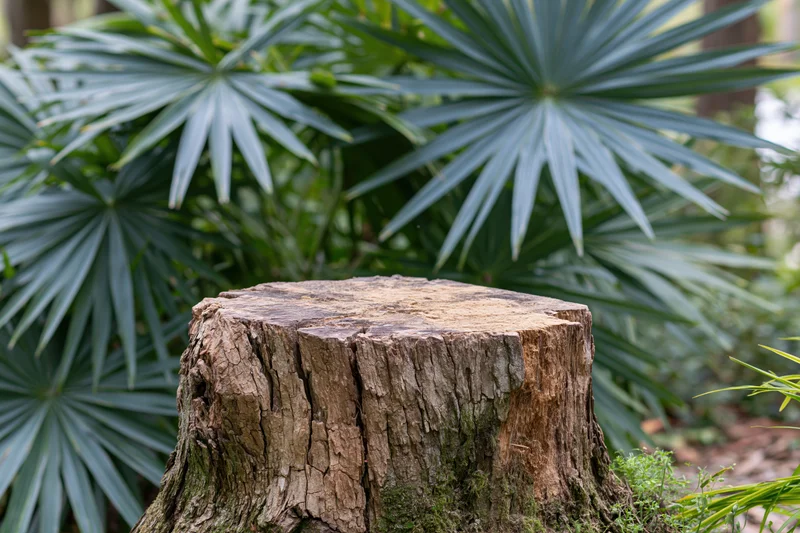 Rough-cut tree stump with flat weathered top in a garden surrounded by palm fronds