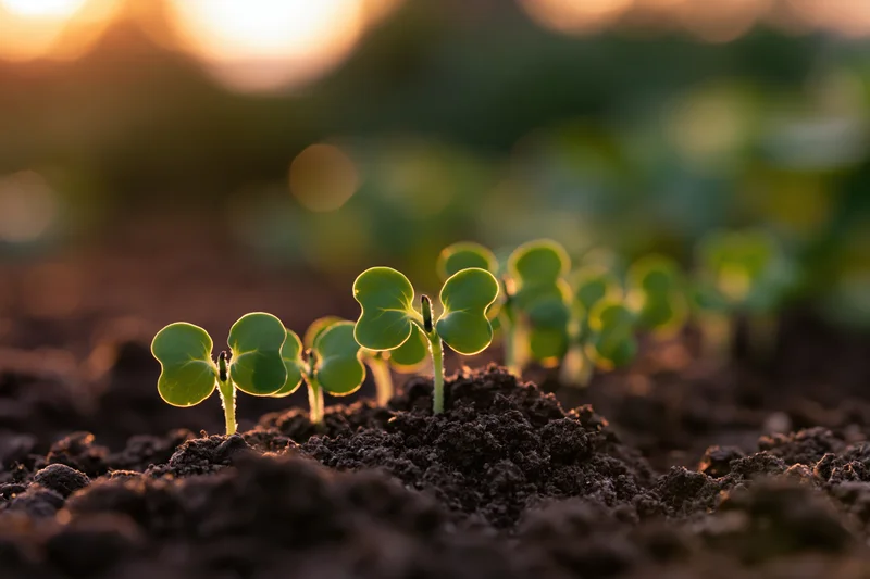 Small green seedlings sprouting in a row from dark loose soil at sunrise