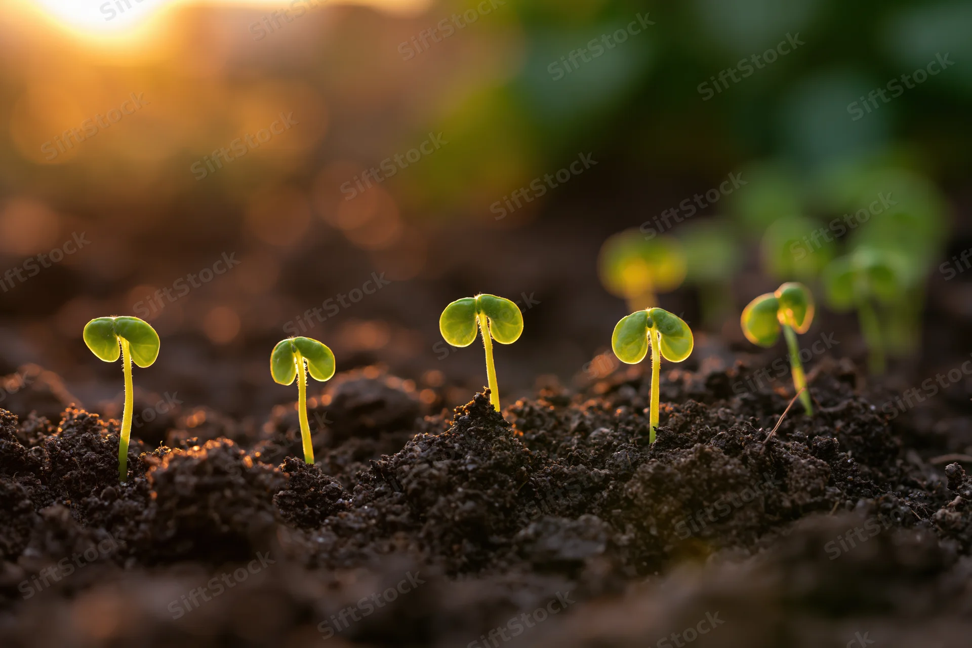 Small green seedlings sprouting in a row from dark loose soil at dusk