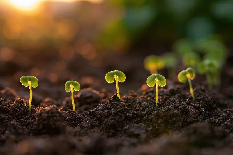Small green seedlings sprouting in a row from dark loose soil at dusk