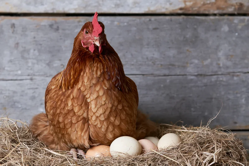 Rust-brown hen sitting upright on a straw nest with several eggs