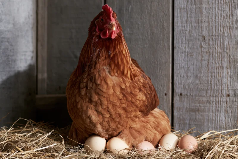 Rust-brown hen sitting upright on a straw nest with several eggs beneath it in a wooden coop