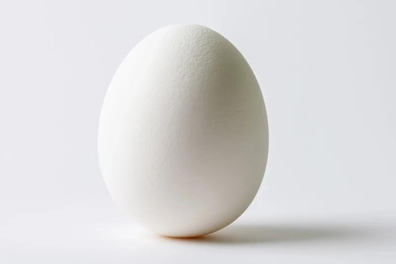 Single white chicken egg standing upright on a clean white surface